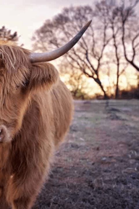 Highland cow at golden hour