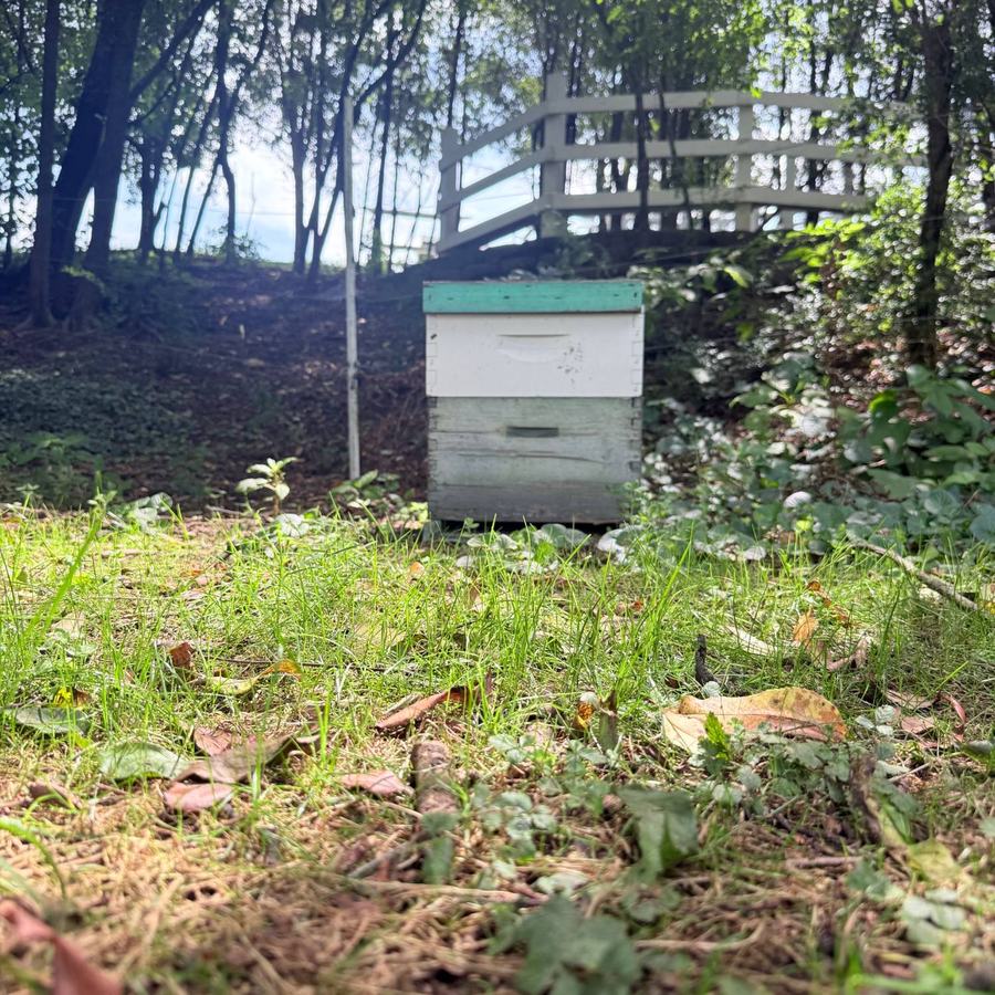 The Cedar Pond Farms beehive — a white and teal hive box in the shade at the wood line, with a white fence rail behind it
