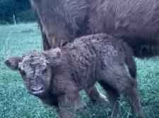 Rocky, a Scottish Highland bull calf at Cedar Pond Farms