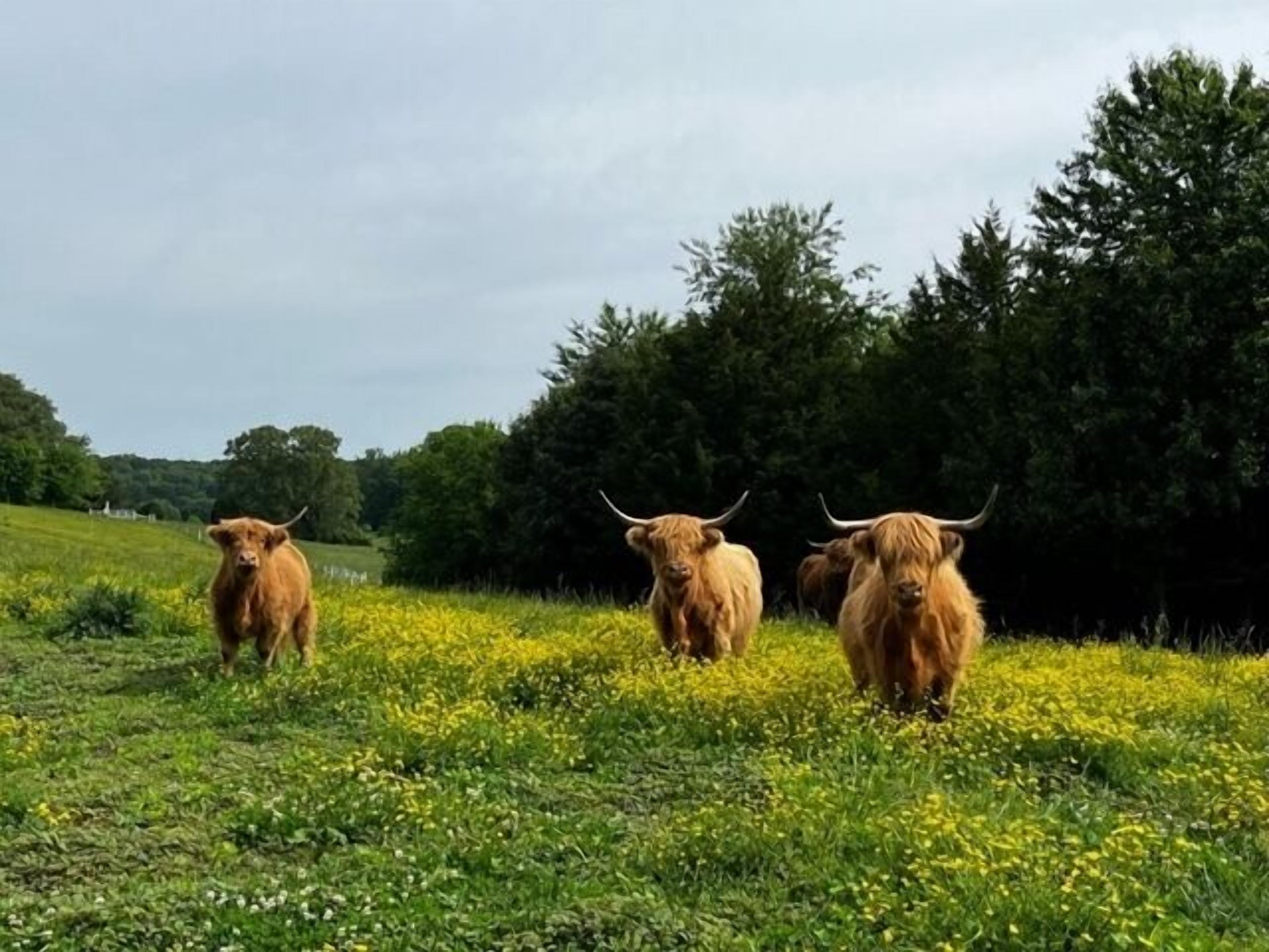 Scenic pasture views with charming Highland cows and wildflower fields