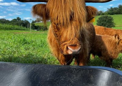 Scottish Highland Cow petting and farm tour