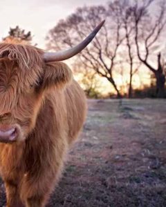 Hello Henrietta our Scottish Highland Cow